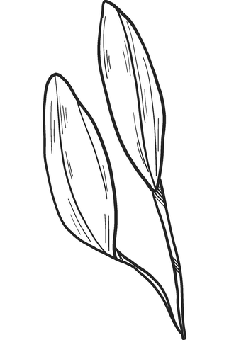 Lily Buds Coloring Page